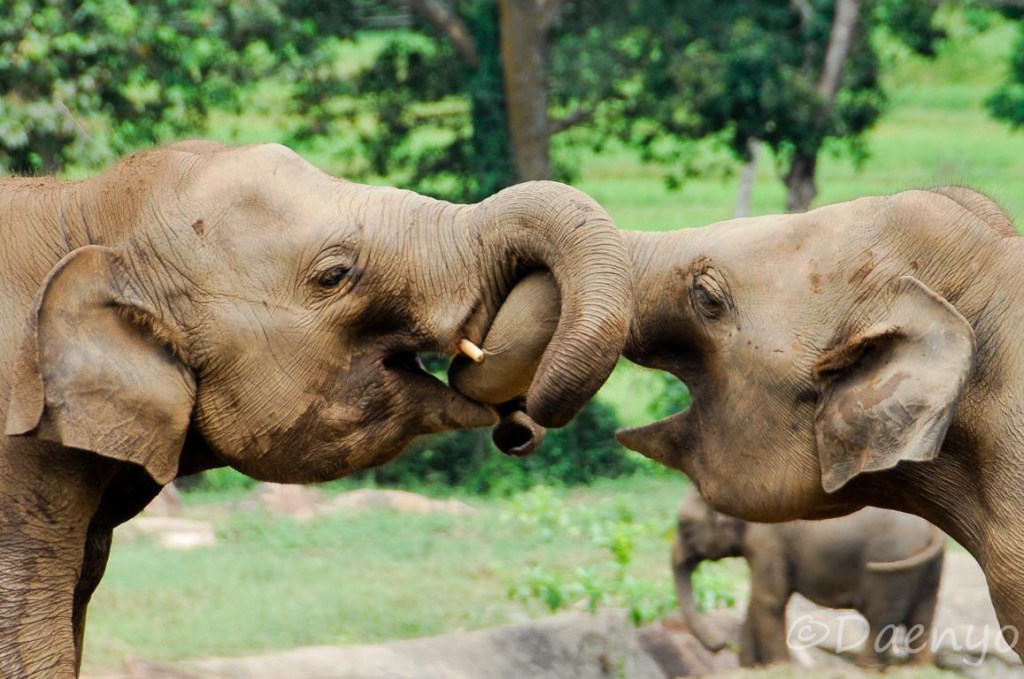 Sri Lanka